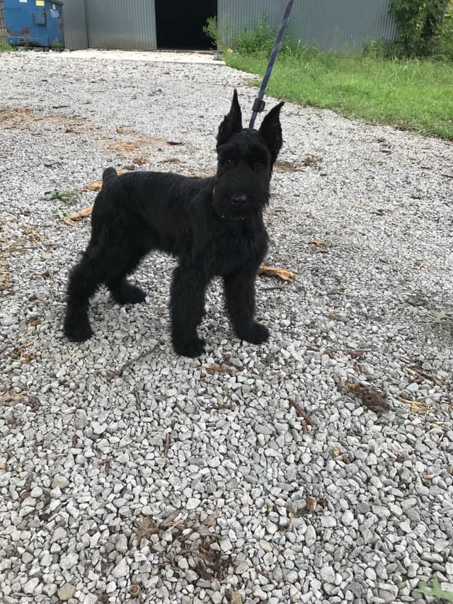 Giant Schnauzer Puppies media 5