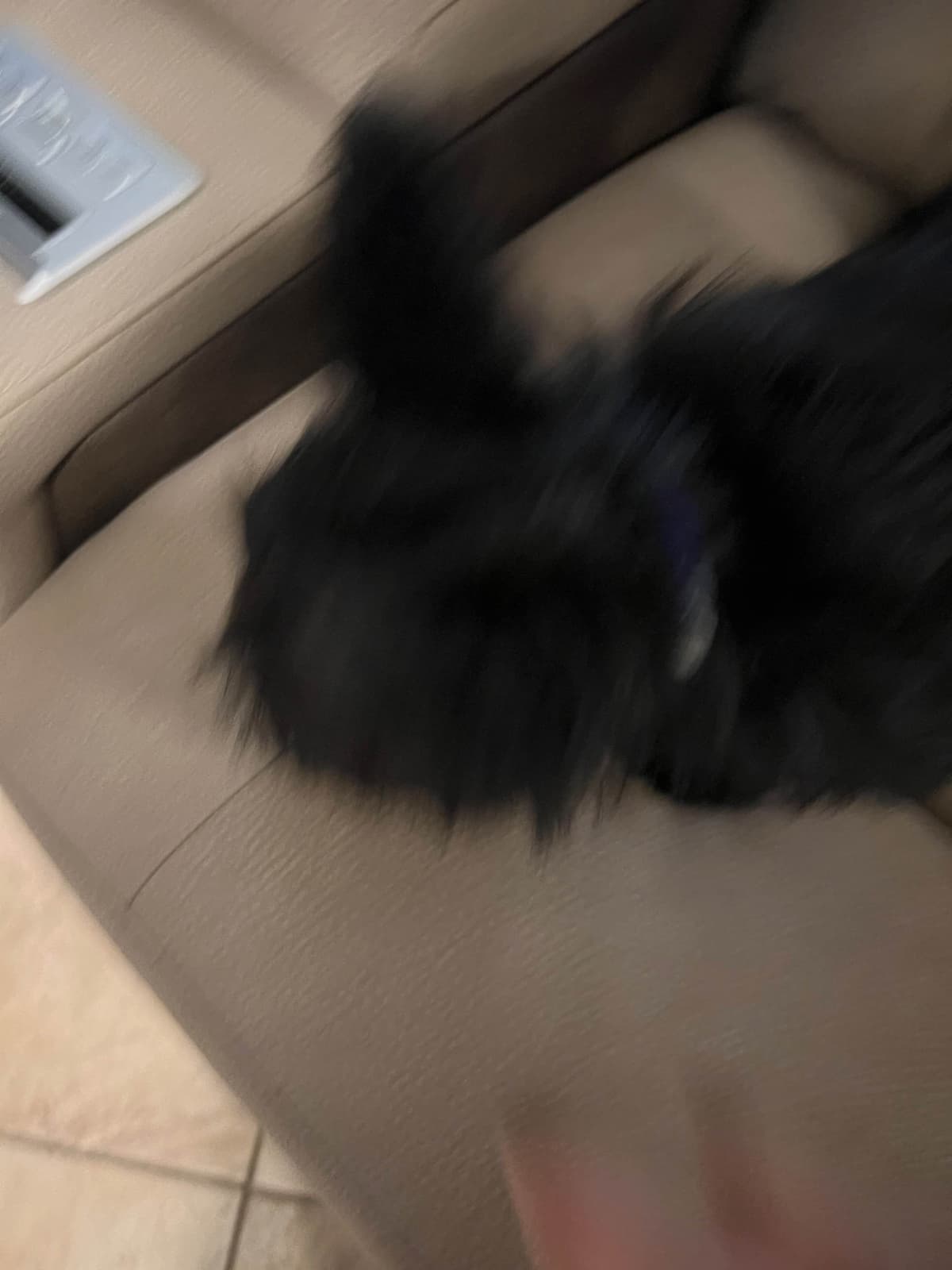 Scottish Terrier Puppies breeder image 3
