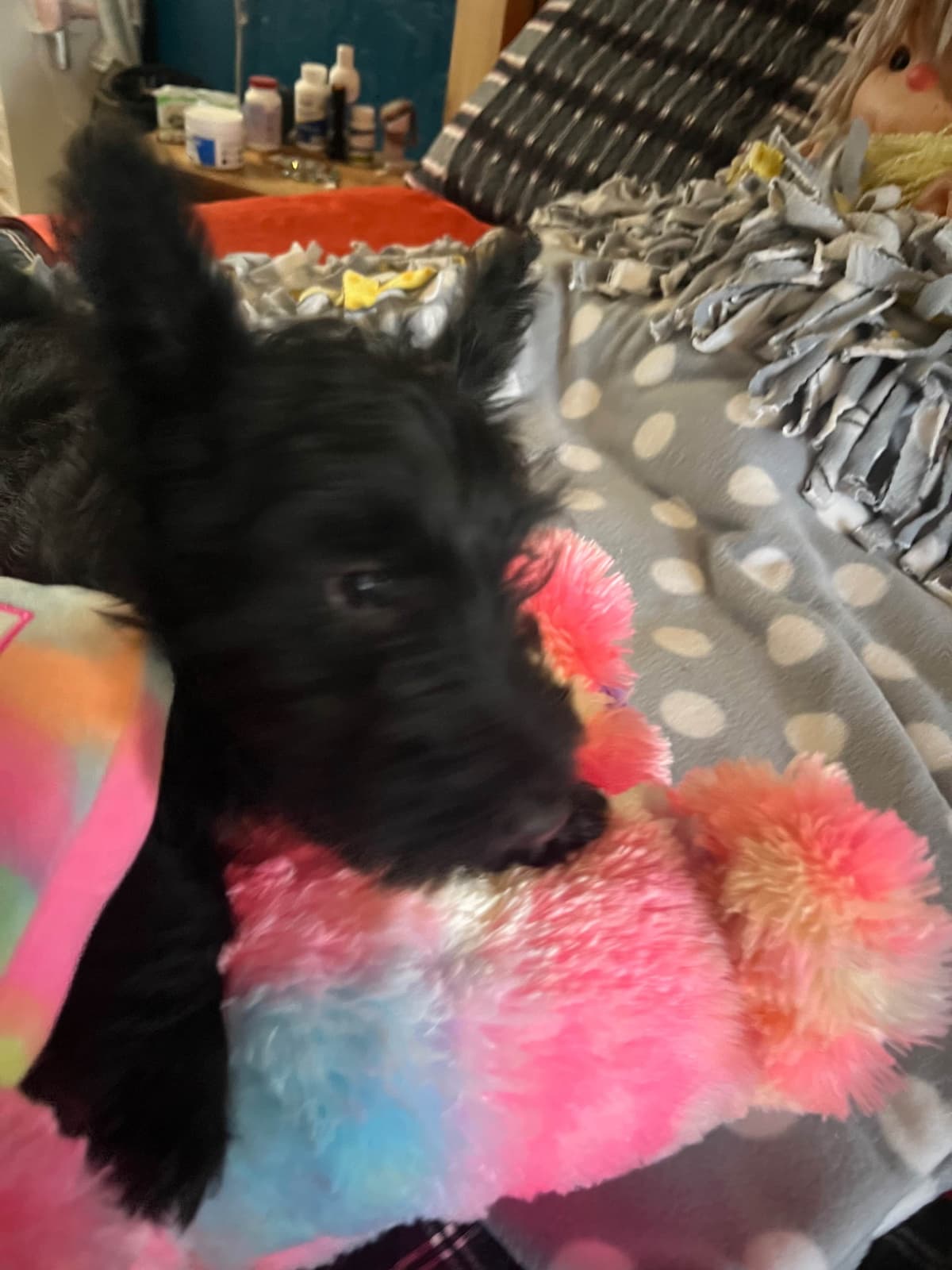 Scottish Terrier Puppies breeder image 4