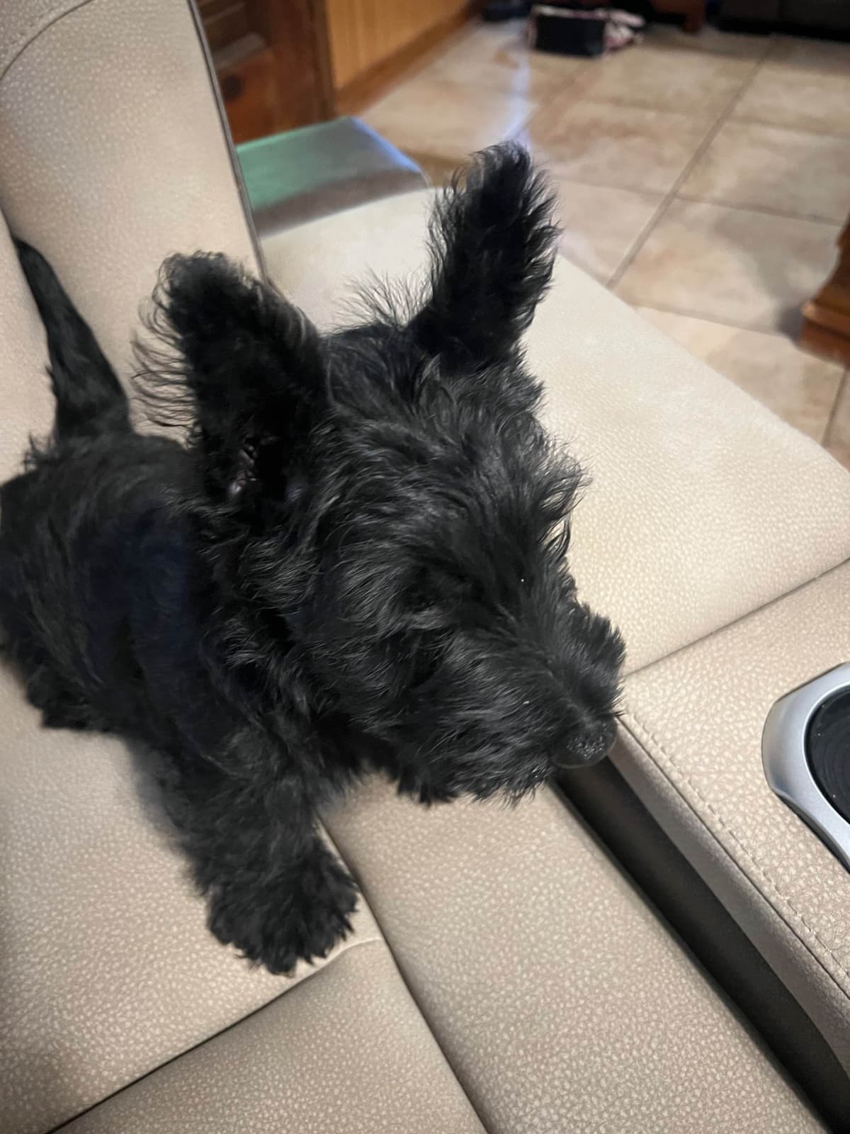 Scottish Terrier Puppies breeder image 5