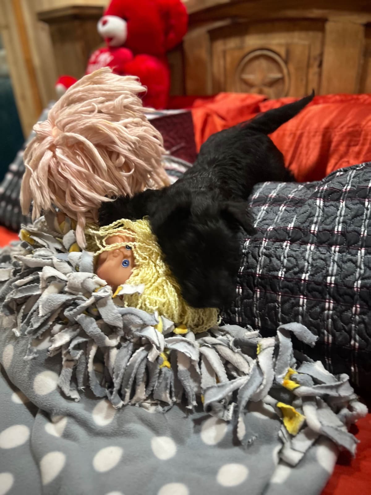 Scottish Terrier Puppies breeder image 13