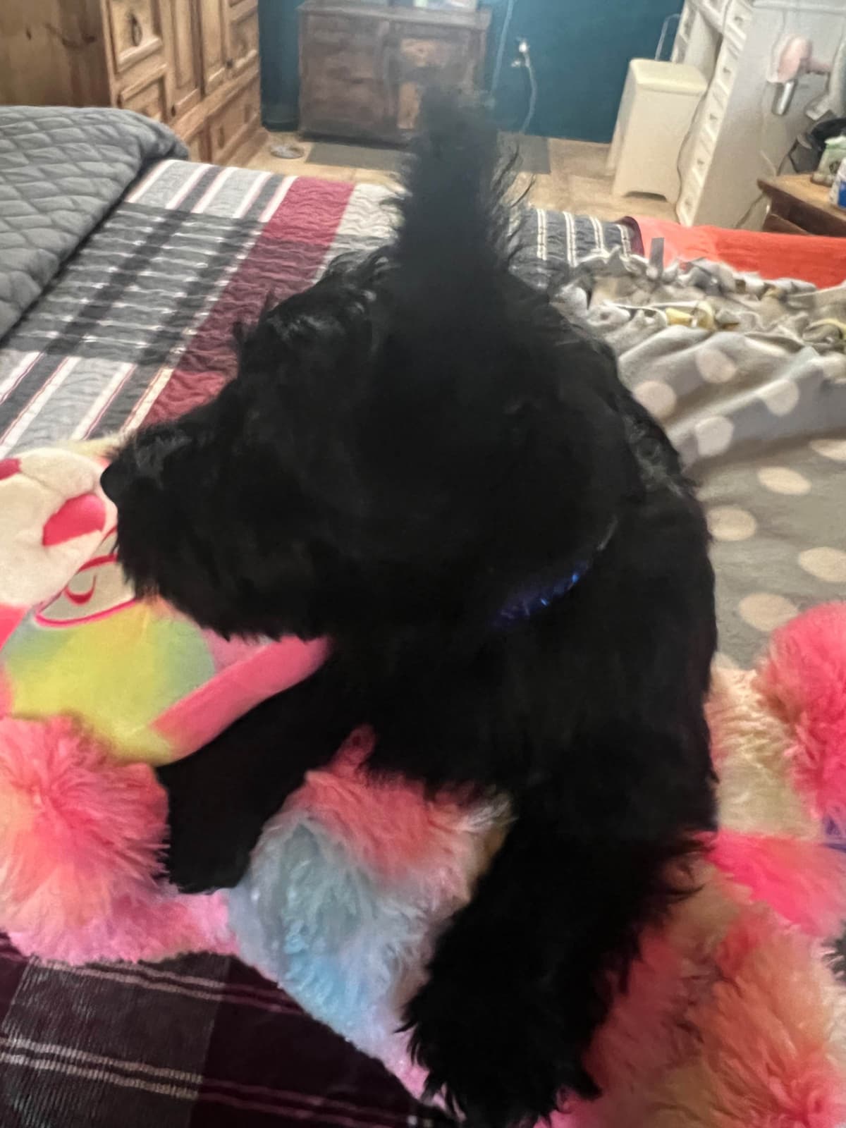 Scottish Terrier Puppies breeder image 1