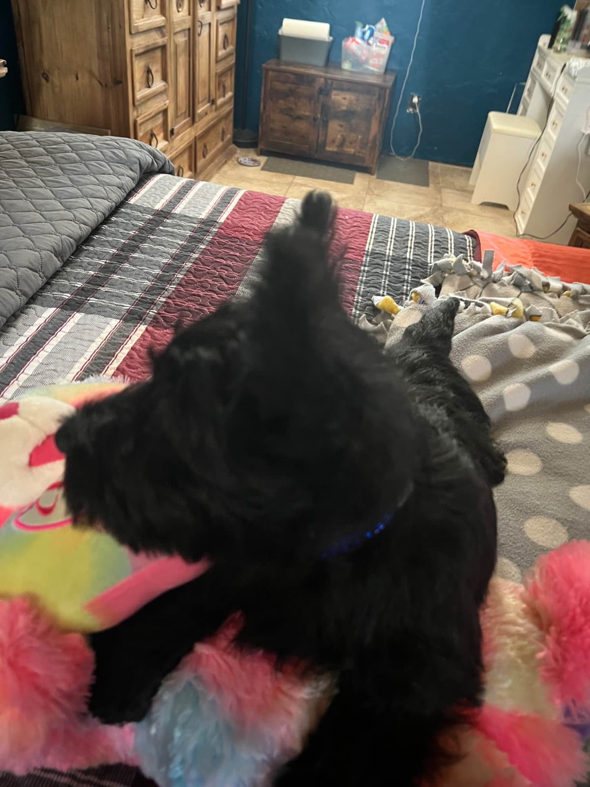 Scottish Terrier Puppies breeder image 8
