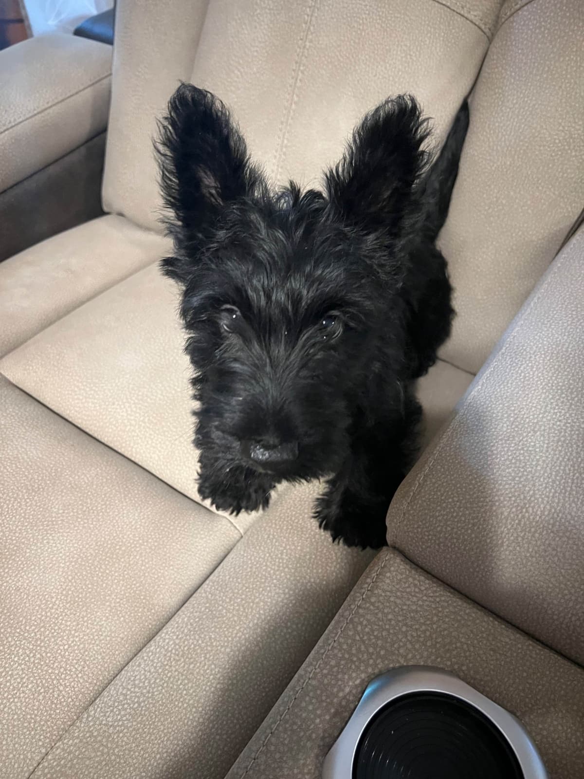 Scottish Terrier Puppies breeder image 7