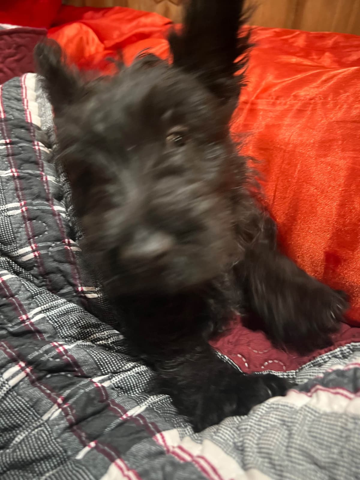 Scottish Terrier Puppies breeder image 12