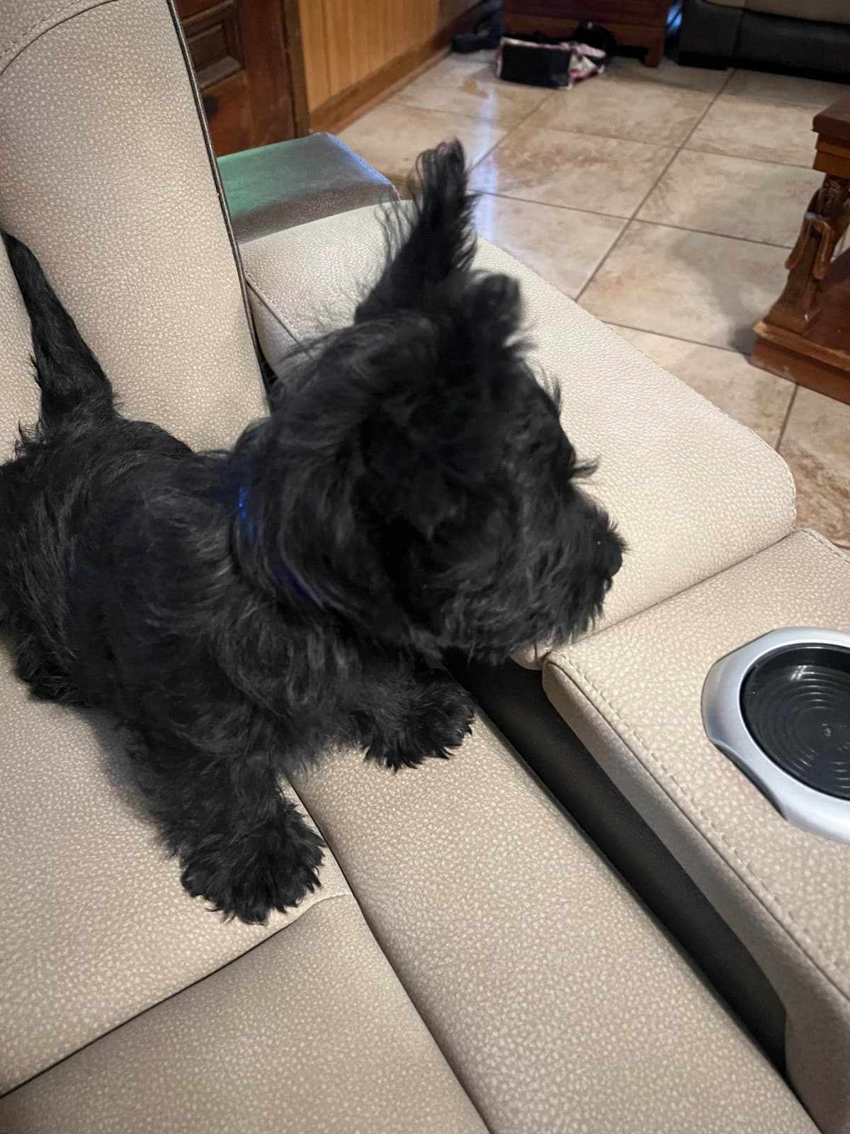 Scottish Terrier Puppies breeder image 9
