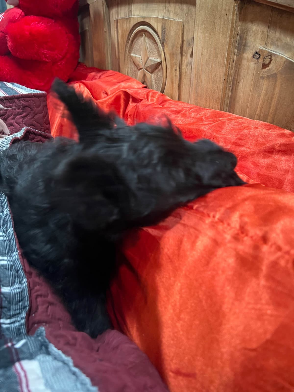 Scottish Terrier Puppies breeder image 10