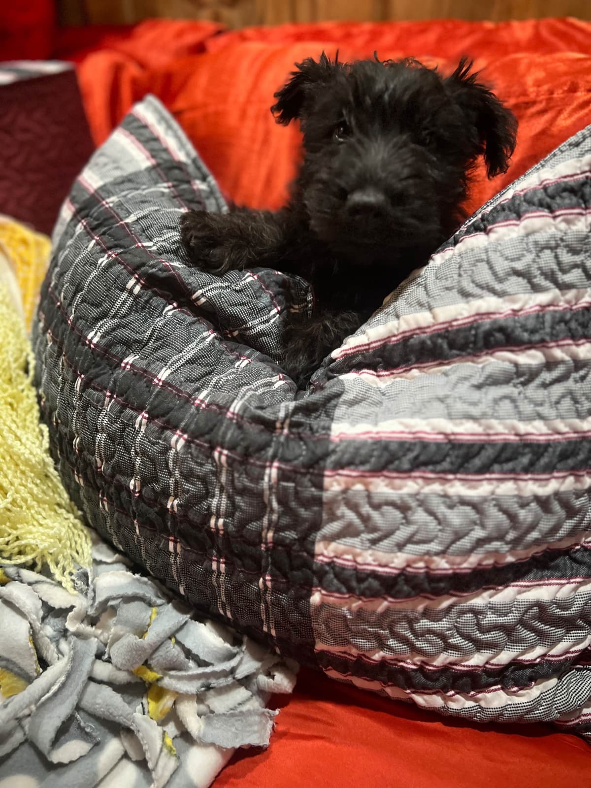 Scottish Terrier Puppies breeder image 17