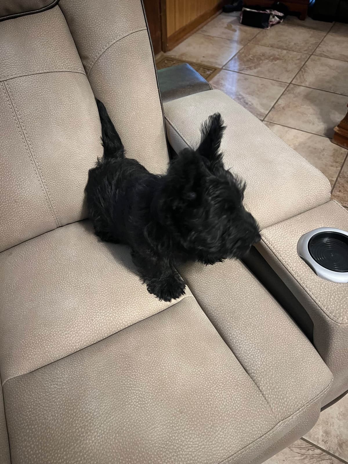 Scottish Terrier Puppies breeder image 16