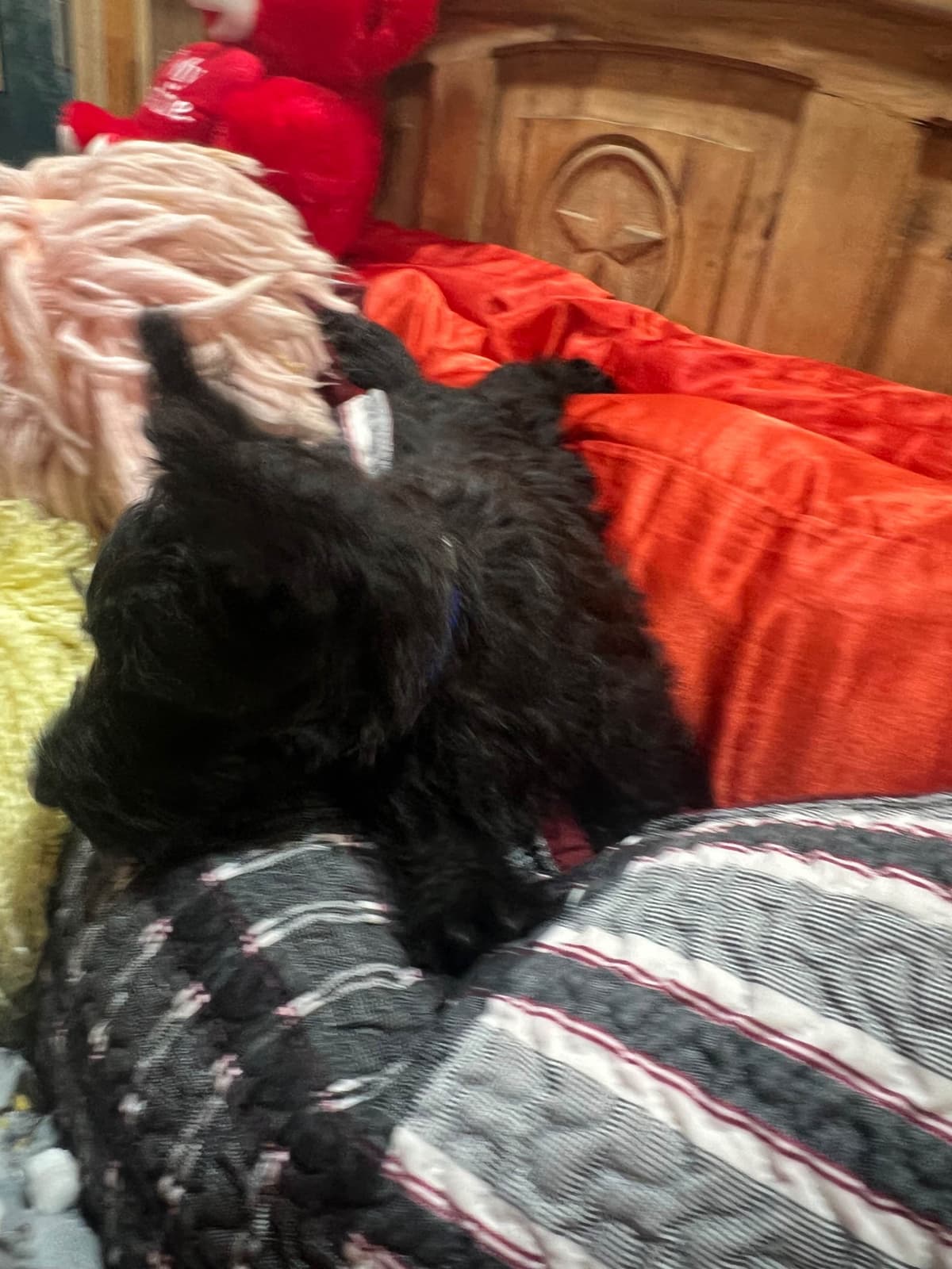 Scottish Terrier Puppies breeder image 11