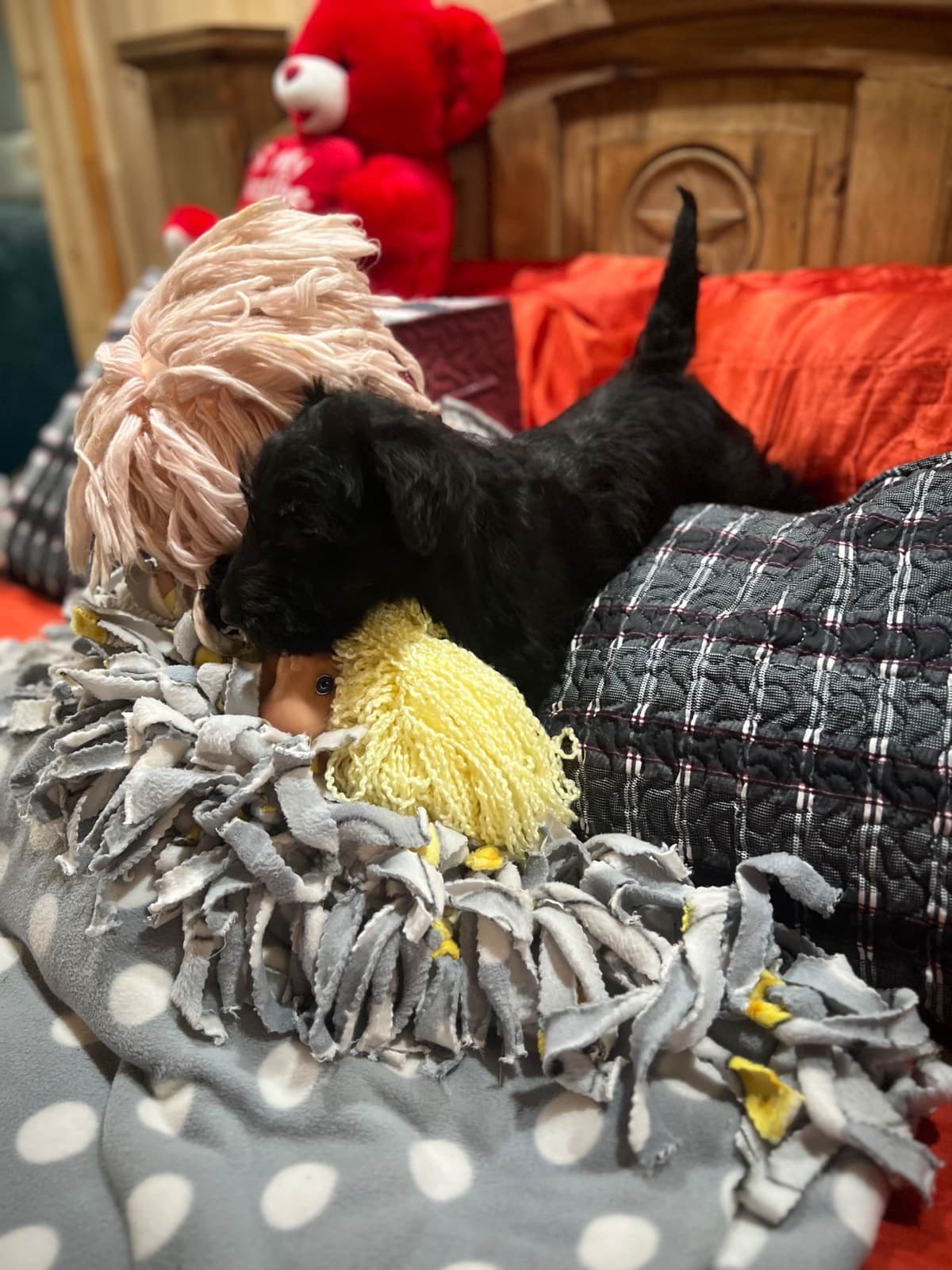 Scottish Terrier Puppies breeder image 14