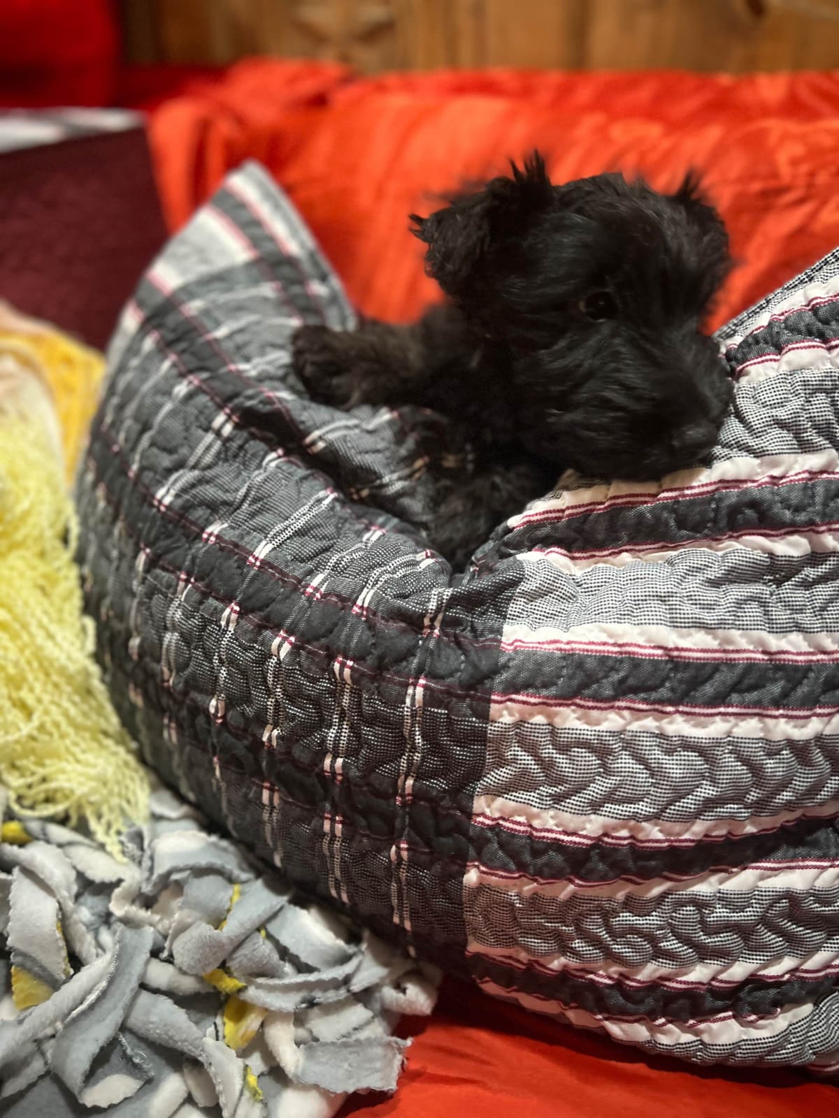 Scottish Terrier Puppies breeder image 15