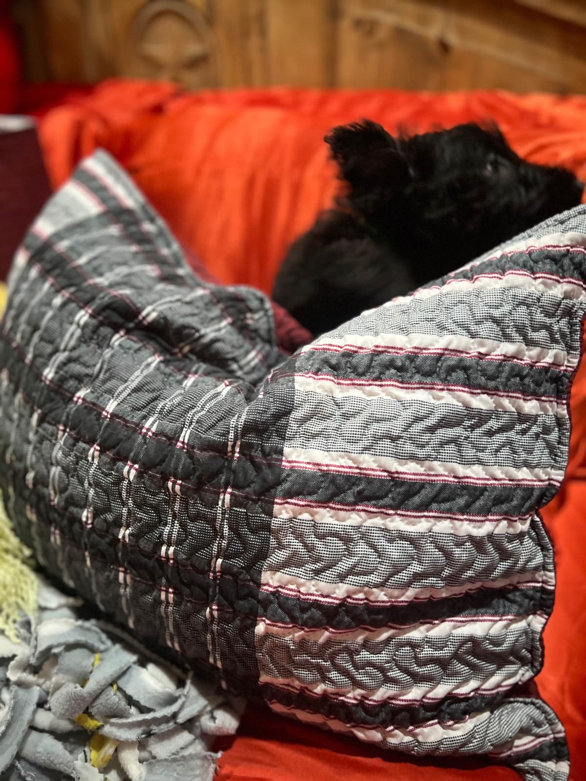 Scottish Terrier Puppies breeder image 19