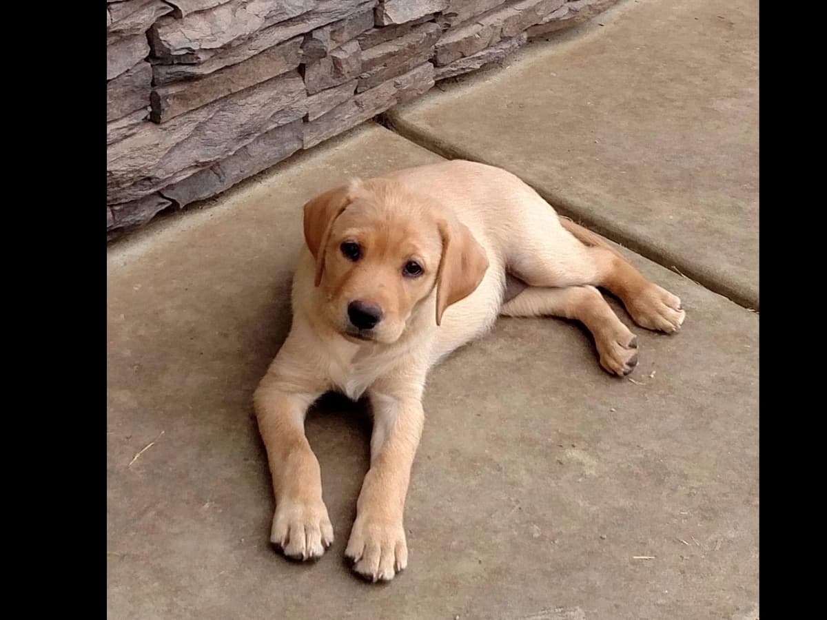 Labrador Retriever Puppies breeder image 5