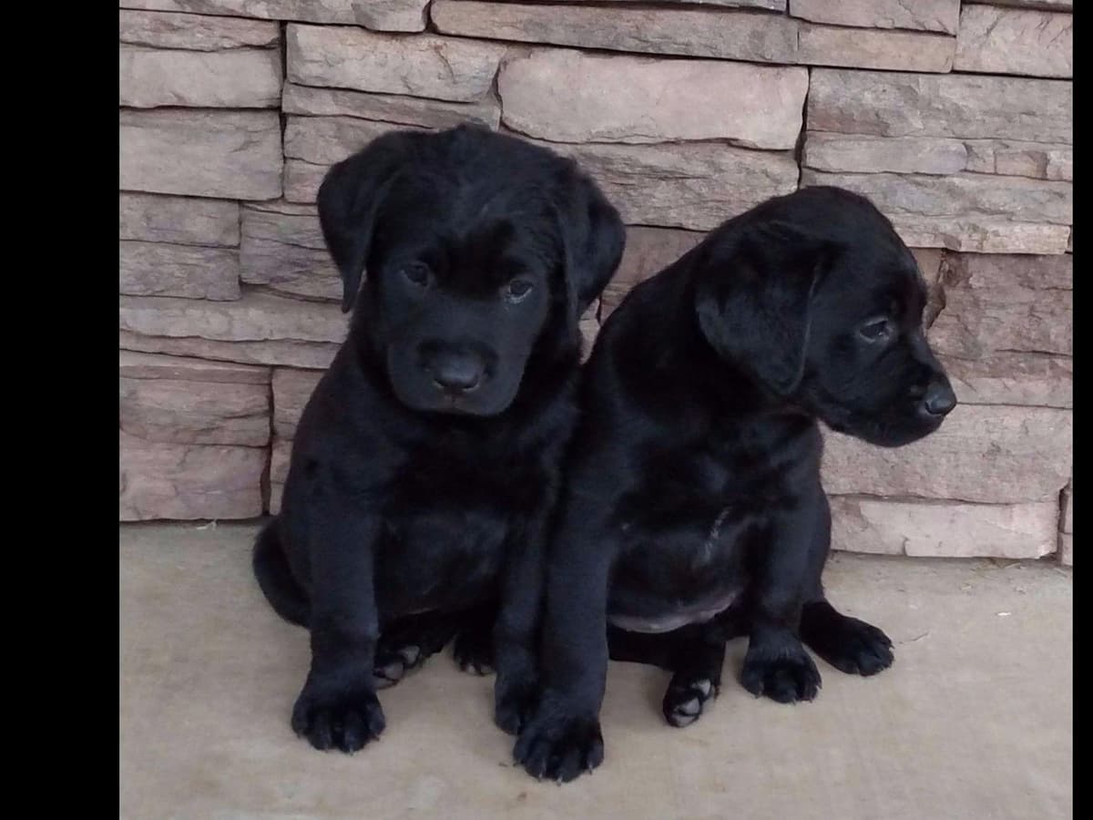Labrador Retriever Puppies breeder image 6