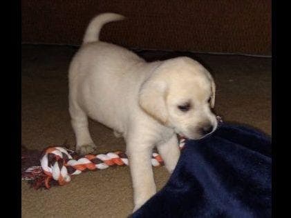 Labrador Retriever Puppies breeder image 7