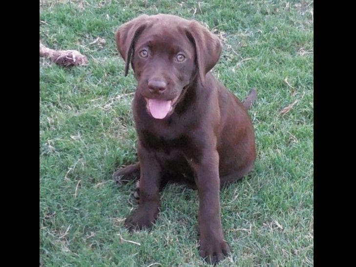 Labrador Retriever Puppies breeder image 4