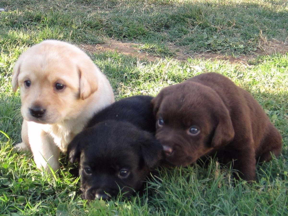 Labrador Retriever Puppies breeder image 8