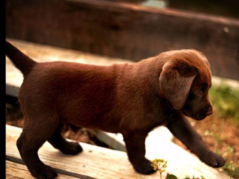 Labrador Retriever Puppies breeder image 9