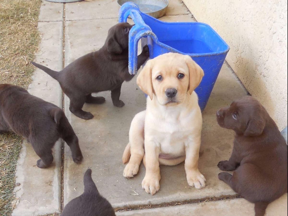 Labrador Retriever Puppies breeder image 3
