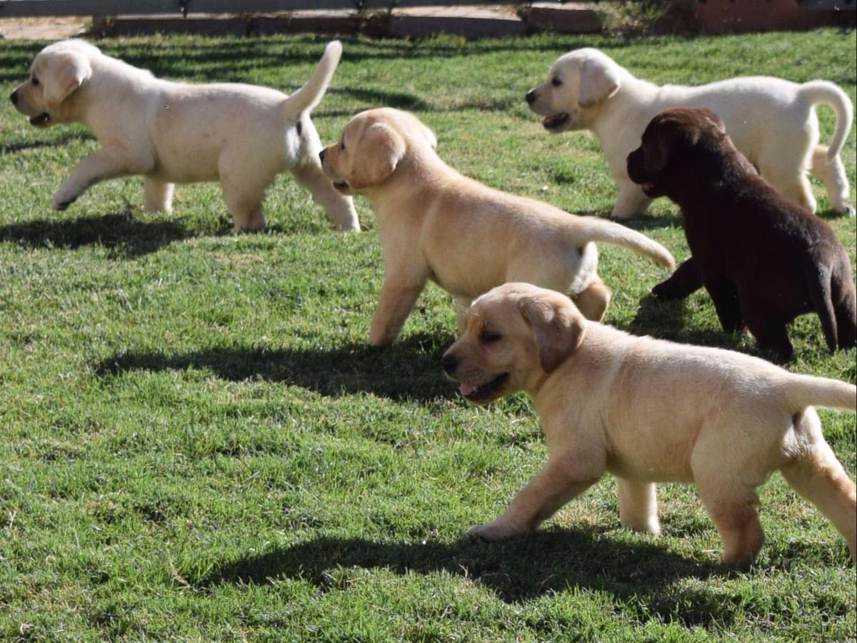 Labrador Retriever Puppies breeder image 2