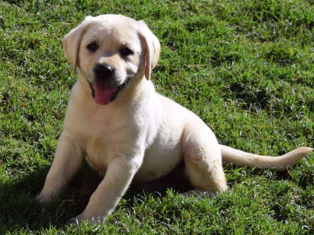 Labrador Retriever Puppies breeder image 1