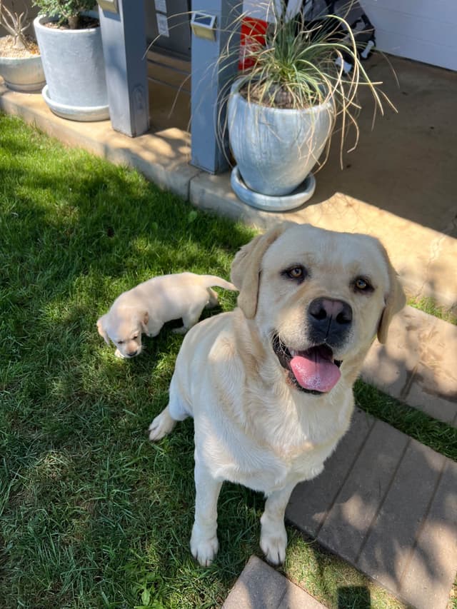 Labrador Retriever Puppies media 4