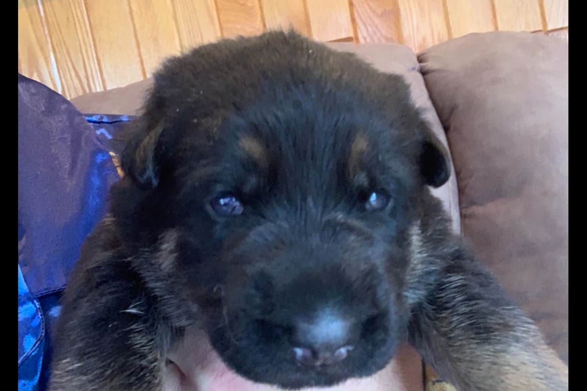 German Shepherd Dog Puppies breeder image 1