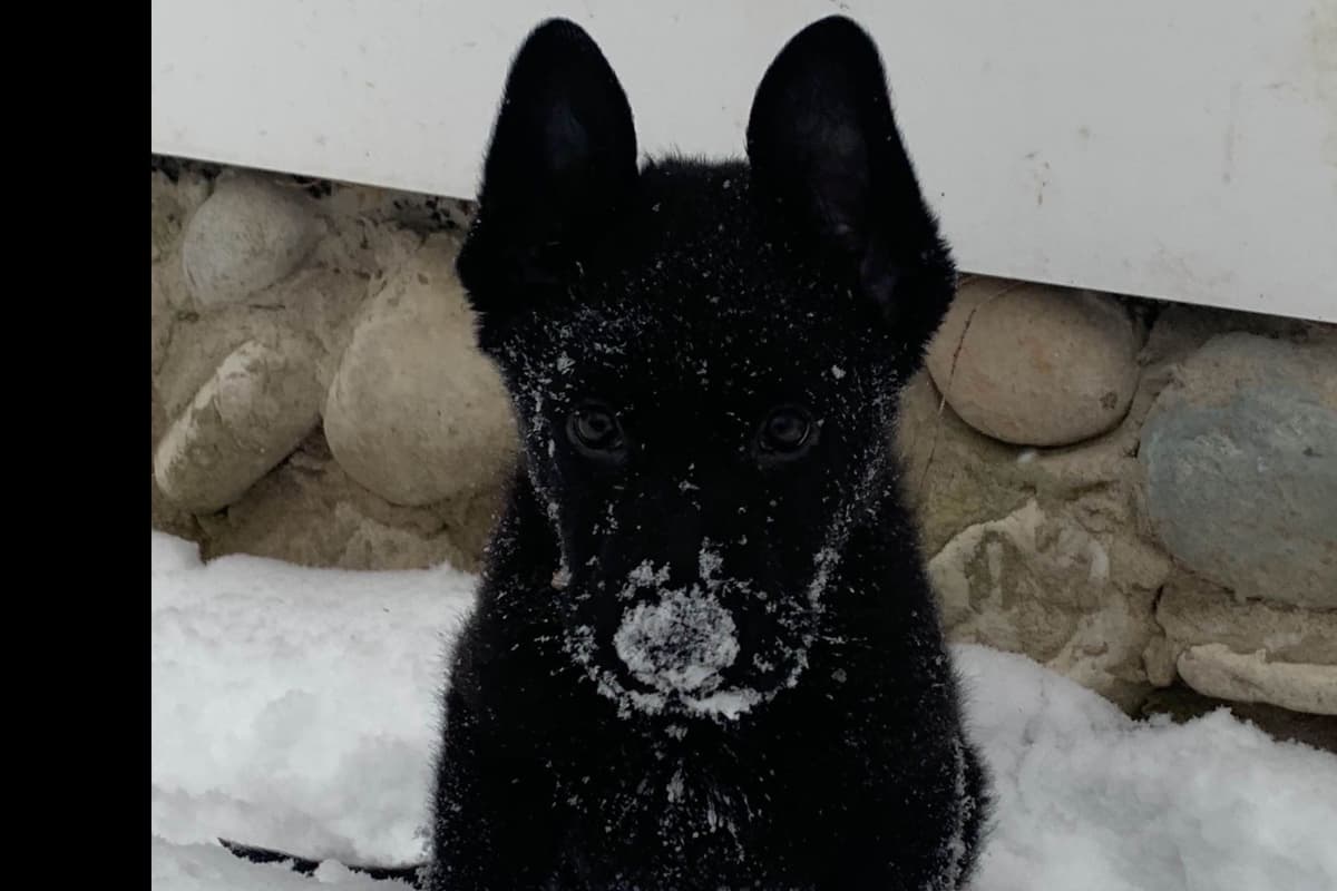 German Shepherd Dog Puppies breeder image 4