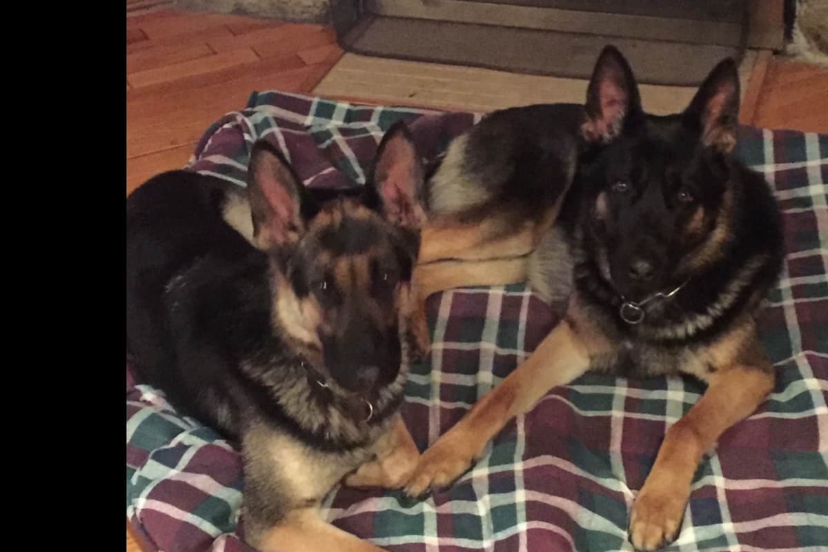 German Shepherd Dog Puppies breeder image 5