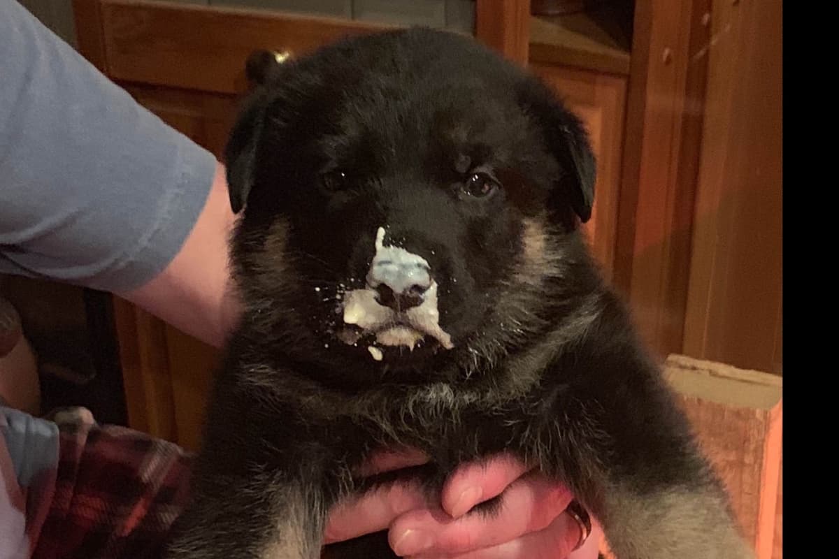German Shepherd Dog Puppies breeder image 6