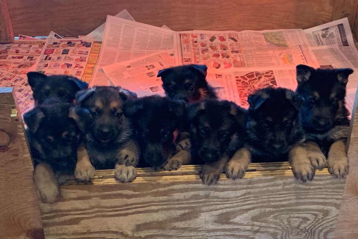 German Shepherd Dog Puppies breeder image 8