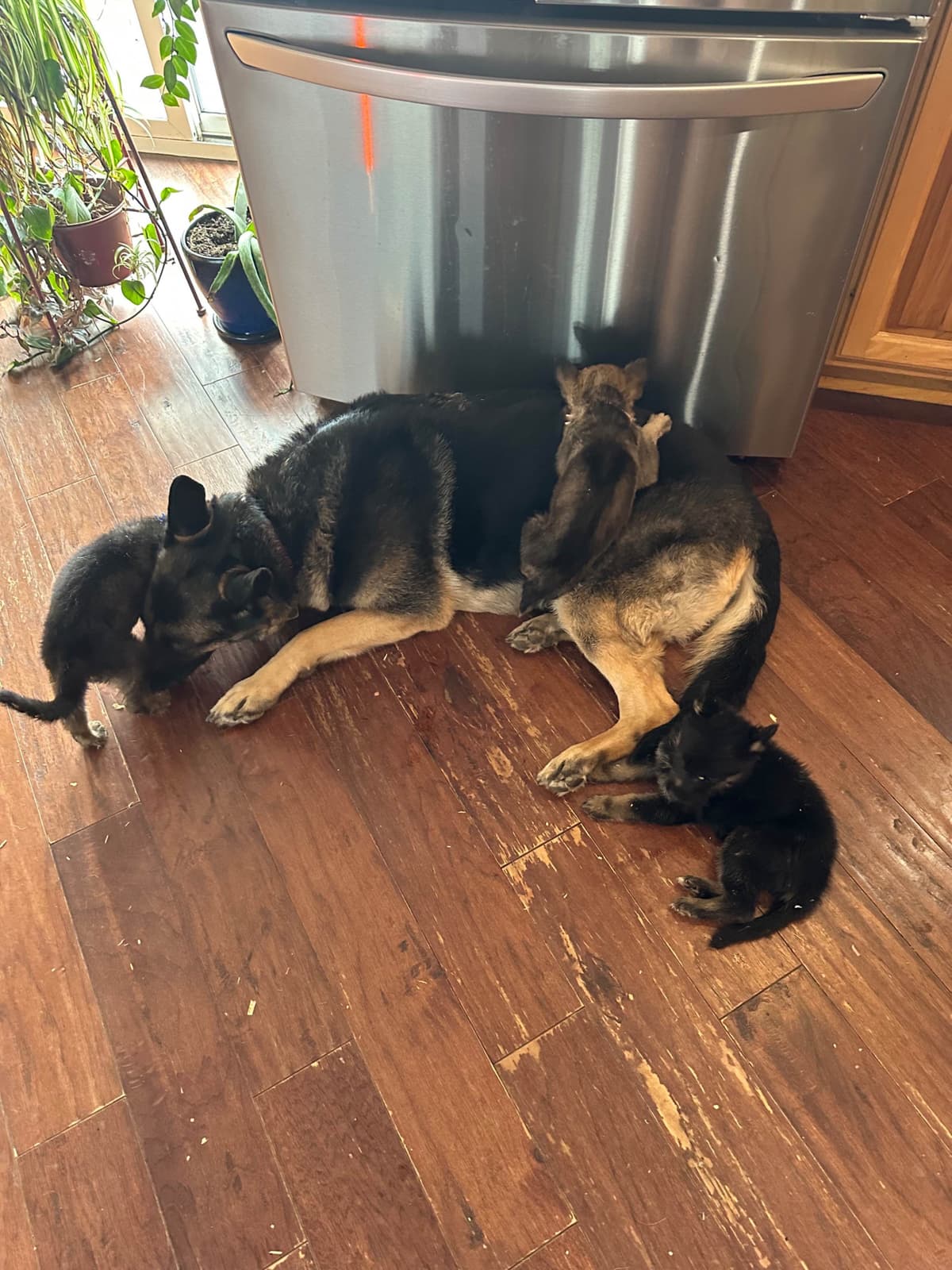 German Shepherd Dog Puppies breeder image 10