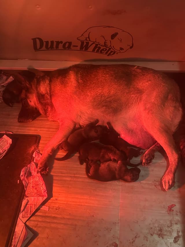 German Shepherd Dog Puppies media 2
