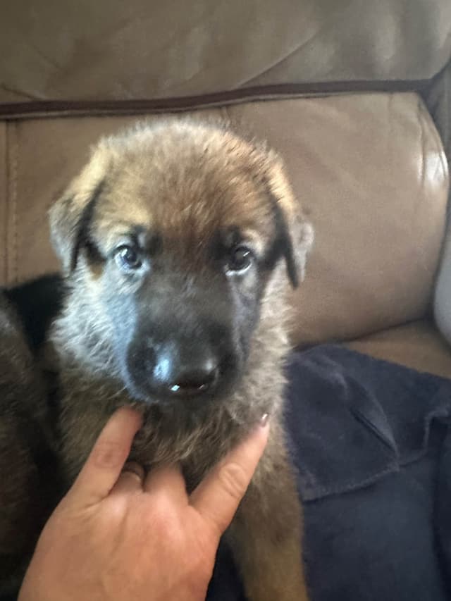 German Shepherd Dog Puppies media 4