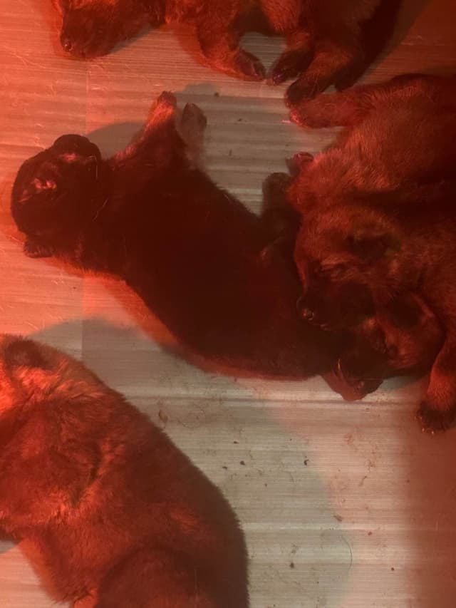 German Shepherd Dog Puppies media 5