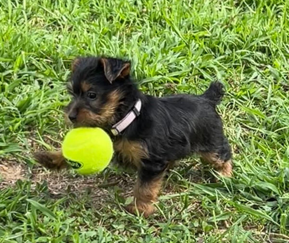 Silky Terrier Puppies breeder image 1