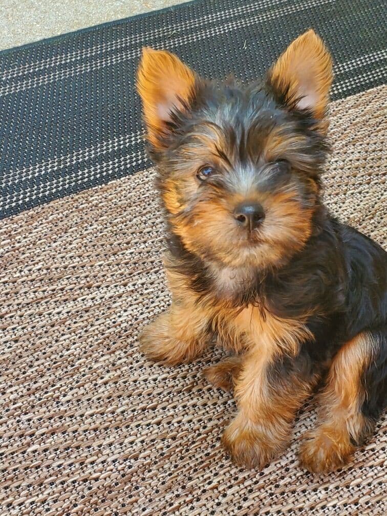 Silky Terrier Puppies breeder image 2