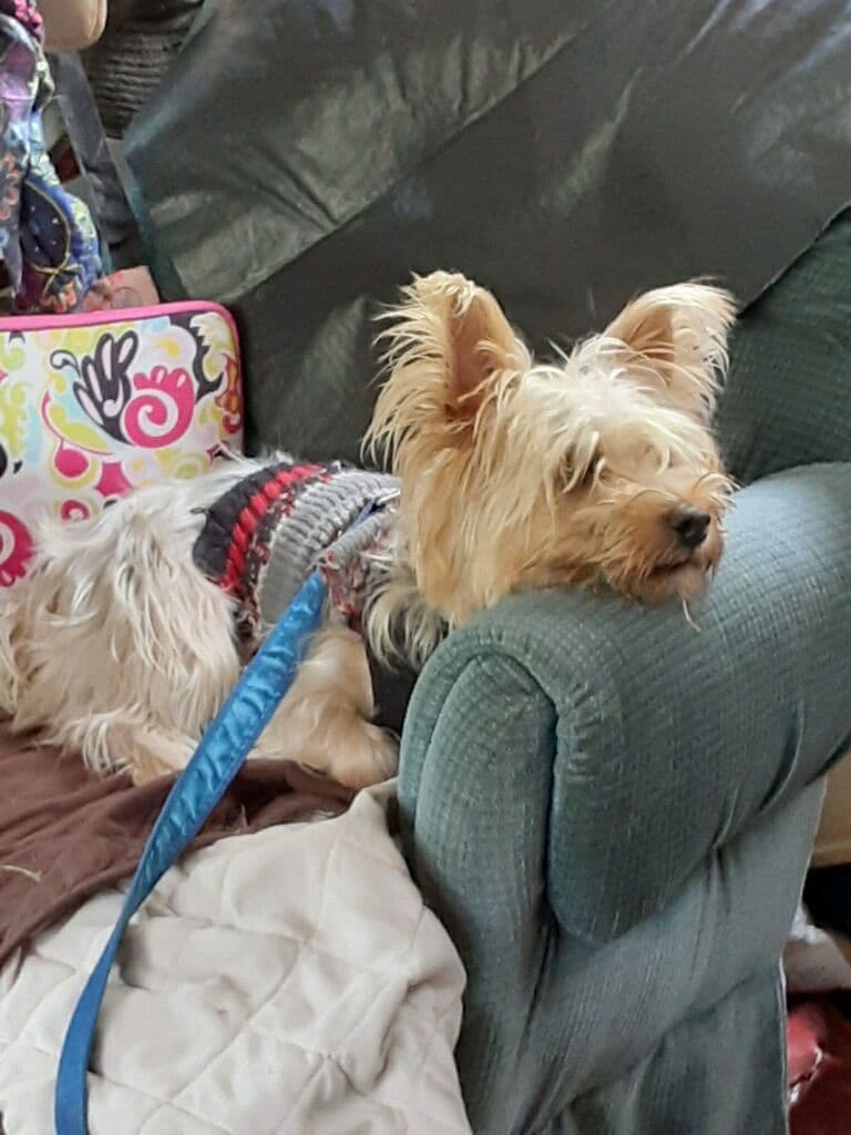 Silky Terrier Puppies breeder image 3