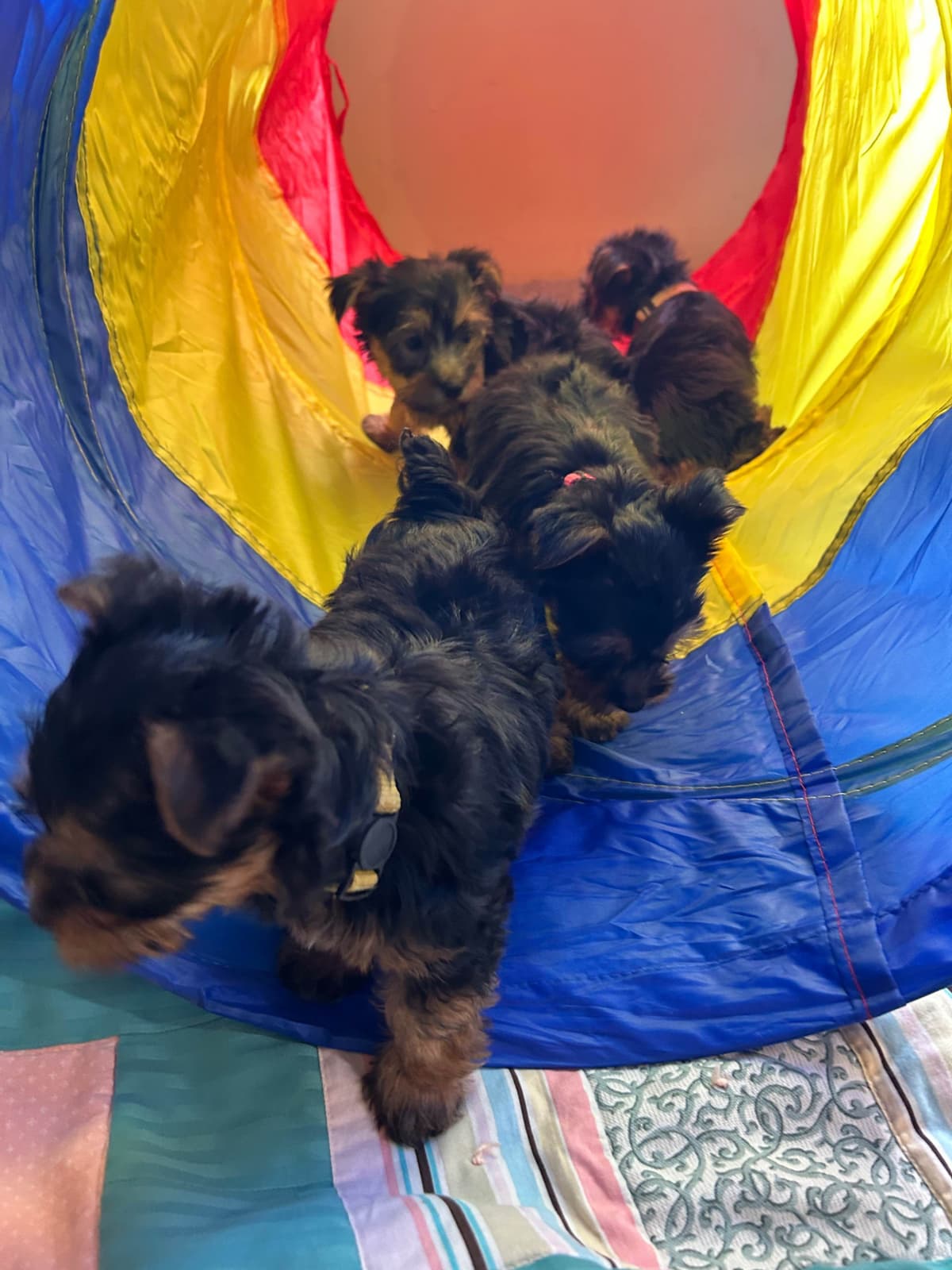 Silky Terrier Puppies breeder image 5