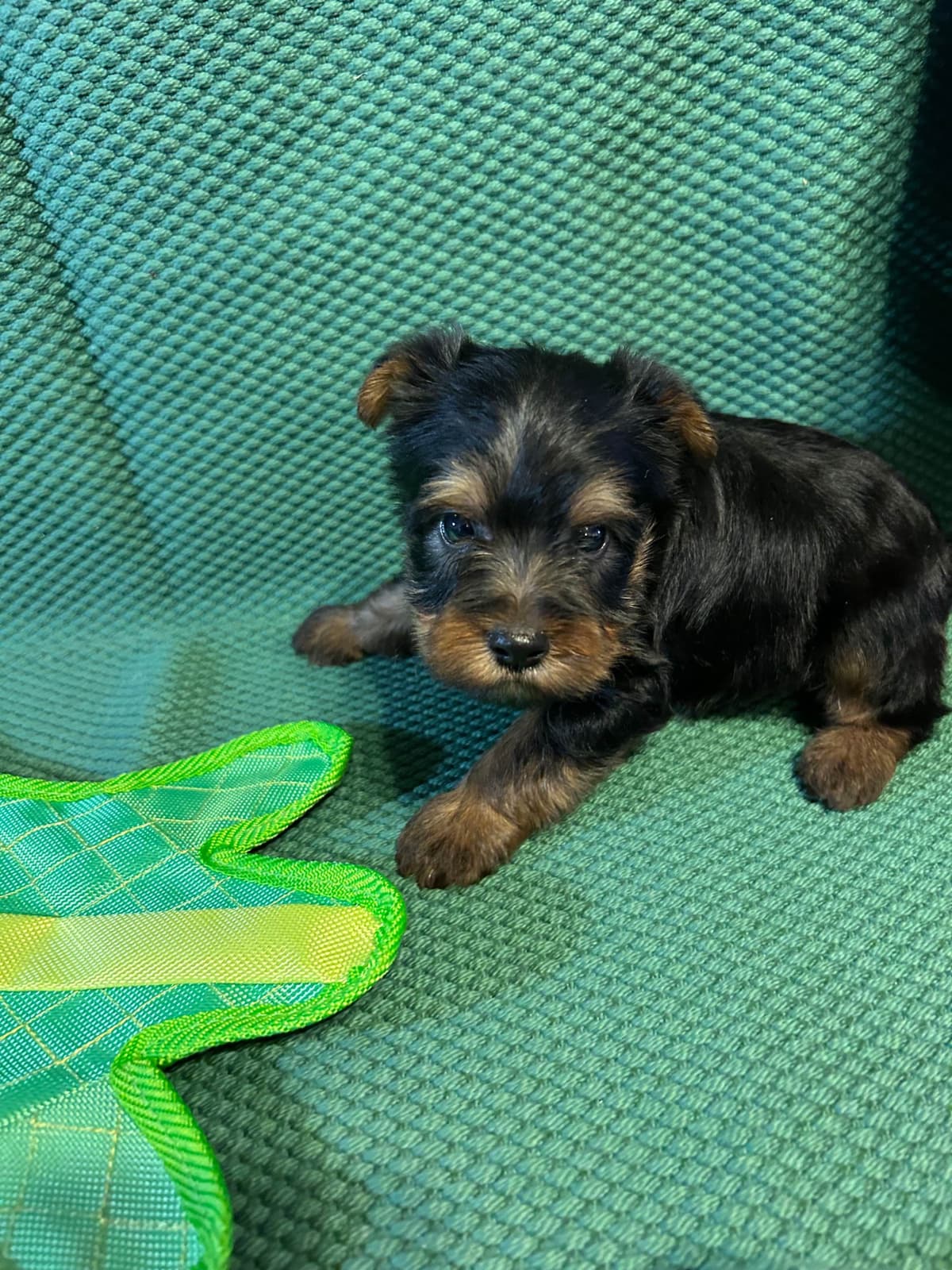 Silky Terrier Puppies breeder image 11