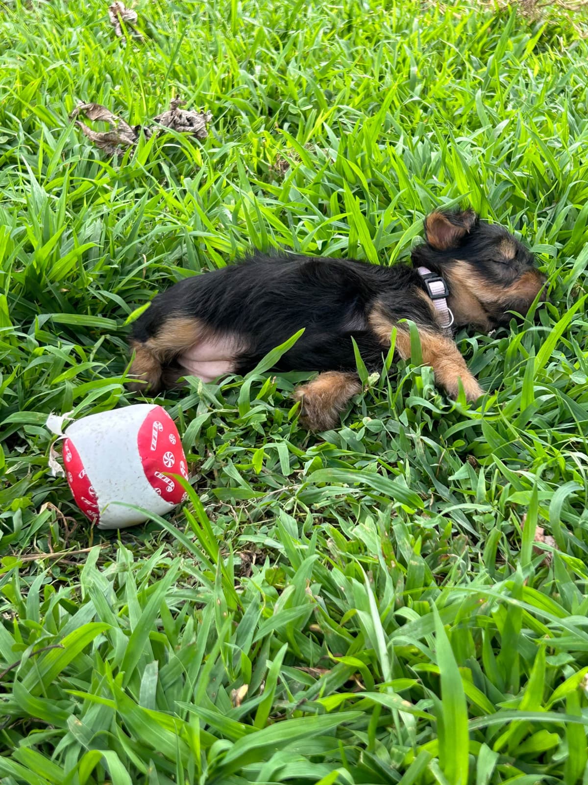 Silky Terrier Puppies breeder image 12