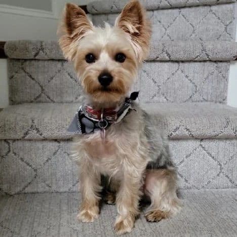 Silky Terrier Puppies breeder image 13