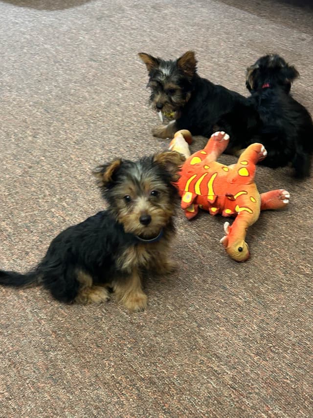 Silky Terrier Puppies media 3