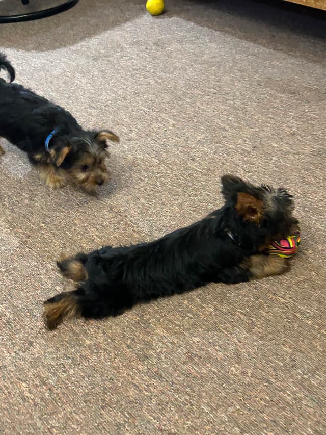 Silky Terrier Puppies media 4