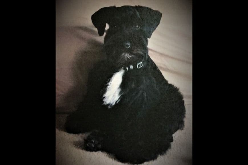Miniature Schnauzer Puppies breeder image 2