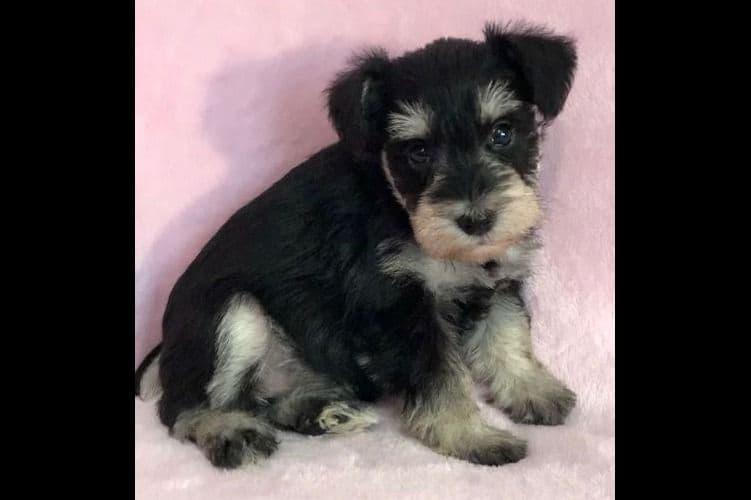 Miniature Schnauzer Puppies breeder image 4