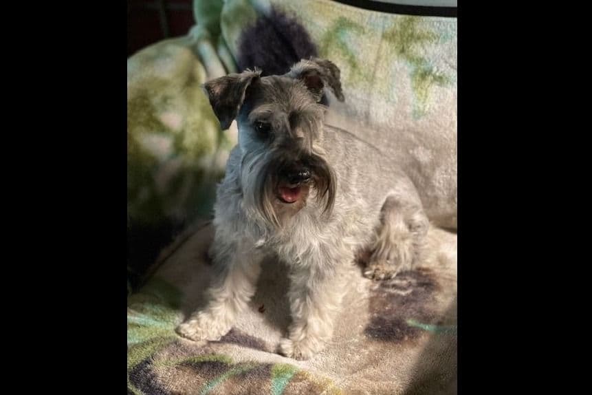 Miniature Schnauzer Puppies breeder image 5