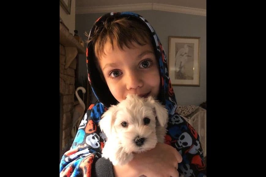 Miniature Schnauzer Puppies breeder image 6