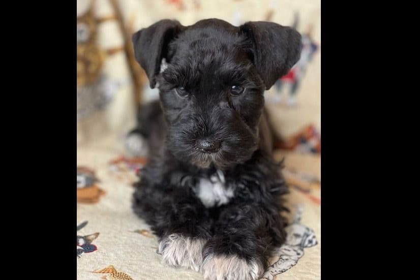 Miniature Schnauzer Puppies breeder image 3